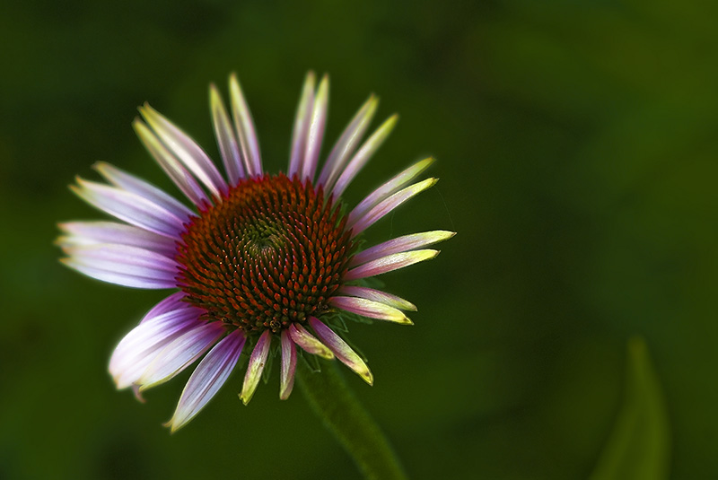 echinacea purpurea