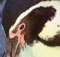 Humboldt Penguin