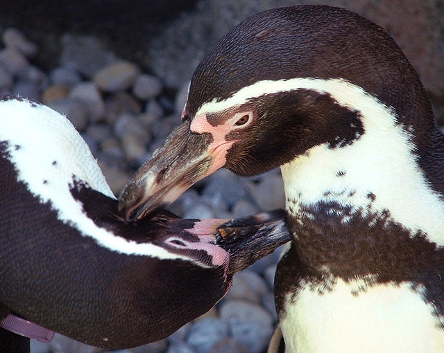 Grooming