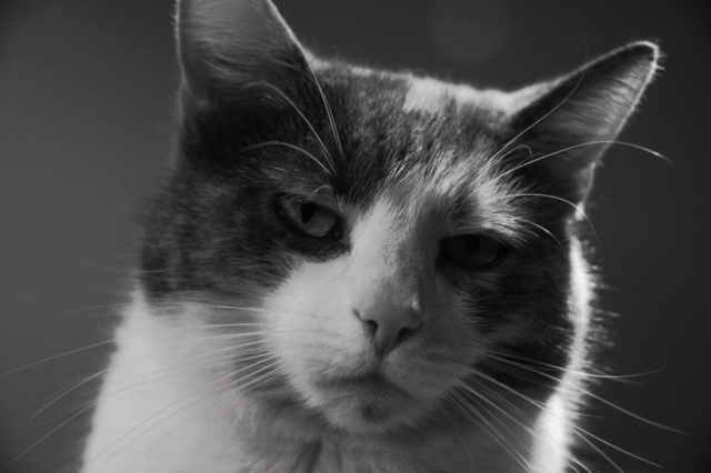 Kitty!