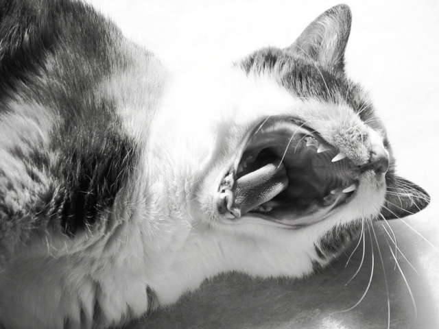 Other Kitty!