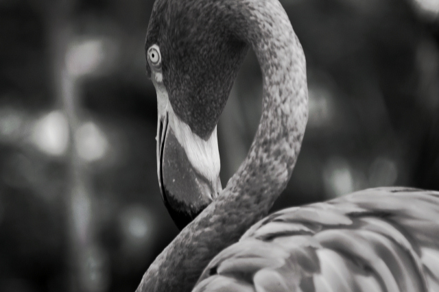 DSC_0106E.JPG