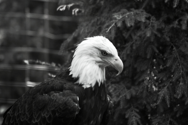 DSC_0011E.JPG