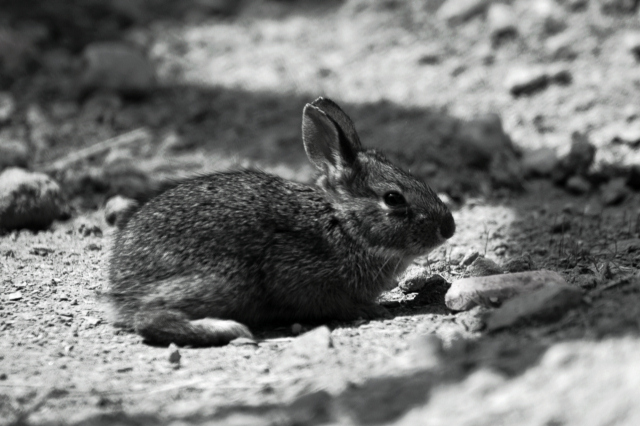 DSC_0114E.JPG