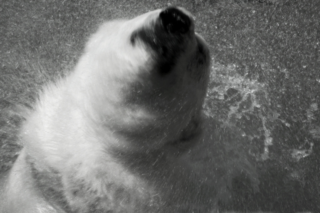 Shake