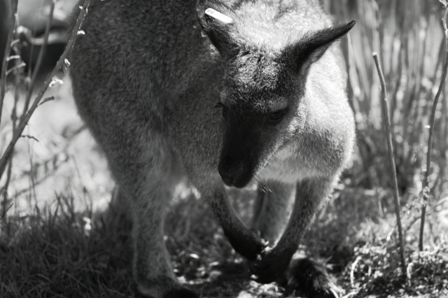 DSC_0162E.JPG