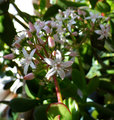 Jade tree flowers