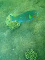 Denizens of the Reef
