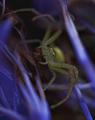 Green spider eating a bee