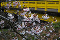 Blossoms and Yellow Bridge