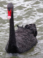 blackswan