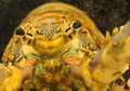 Colourful Lobster