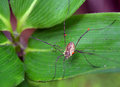 Spider and his Parasites