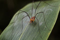 Long-legged Spider