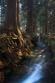 Cryptomeria Road, Stream