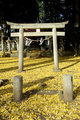 Gingko Torii