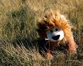 Lester in the Serengeti Grasslands