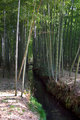 BambooStream