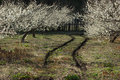 BlossomRoad