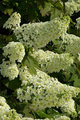 Doghead Hydrangea