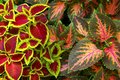 Variegated