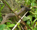 Lizard and Cricket