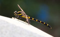 Oniyama dragonfly 1