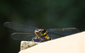 Oniyama dragonfly 2