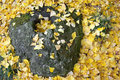 Under the Gingko Tree
