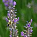 Bee in Lavender