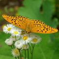 Leopard Moth