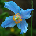 Himalayan Blue Poppy