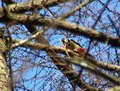 Dec24-Woodpecker