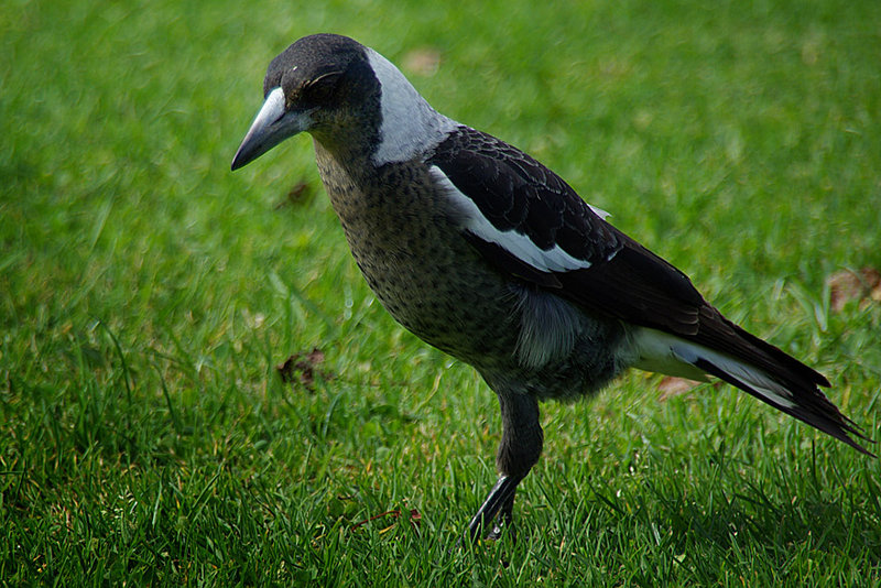 Australian Magpie