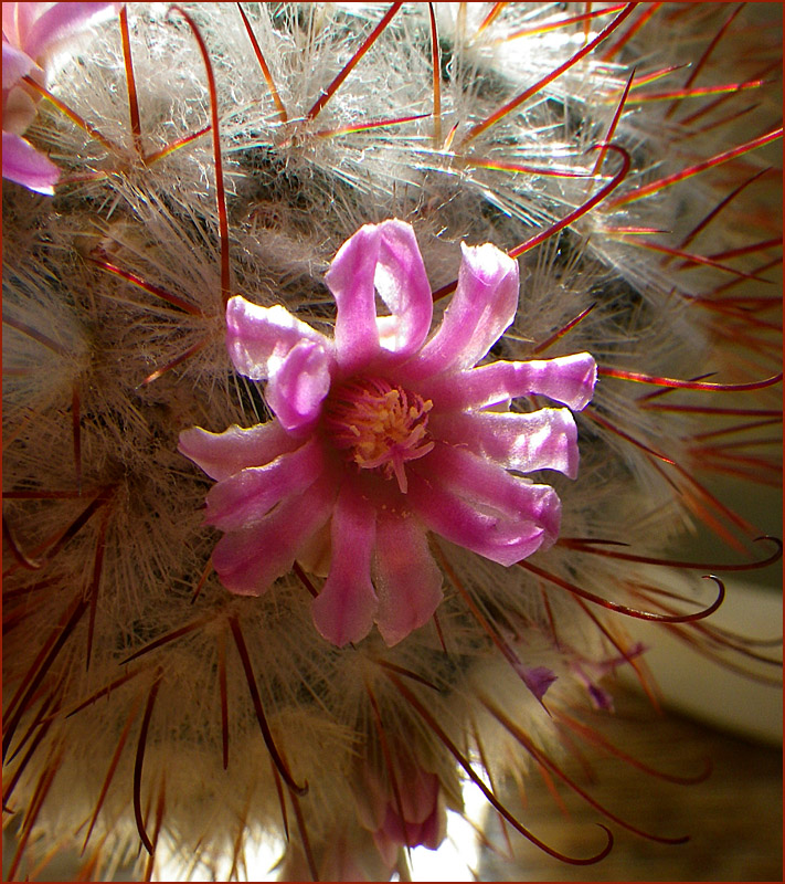 Flowering cactus