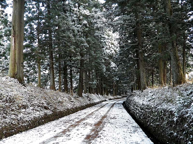 Snowy Avenue