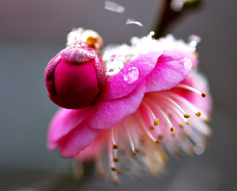 Plum blossom, snow falling