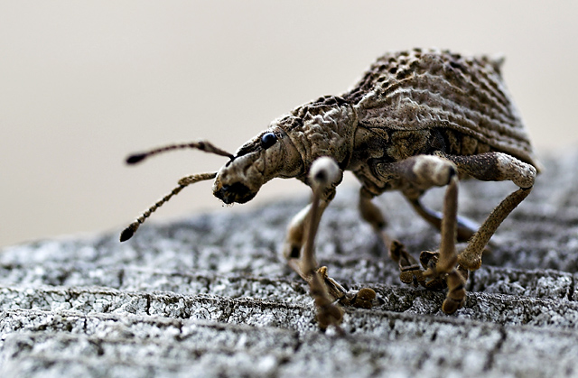 Bug, recently deceased