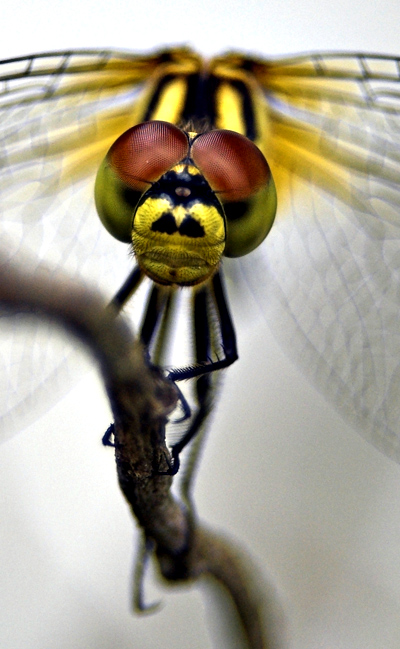 Dragonfly balancing