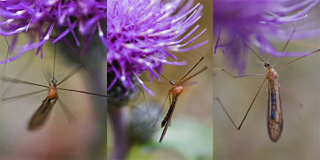 insect triptych