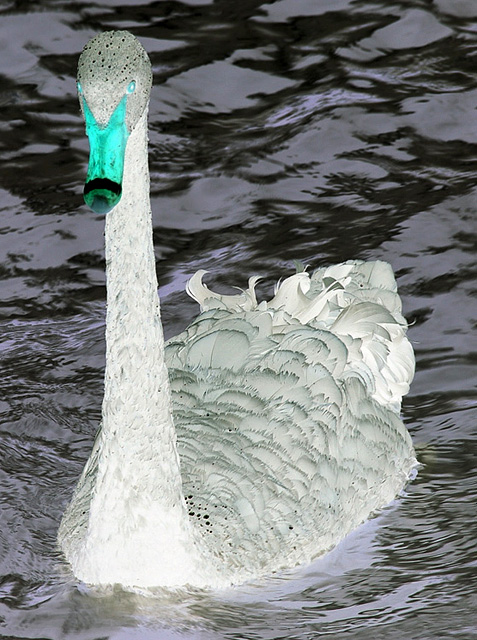 white swan