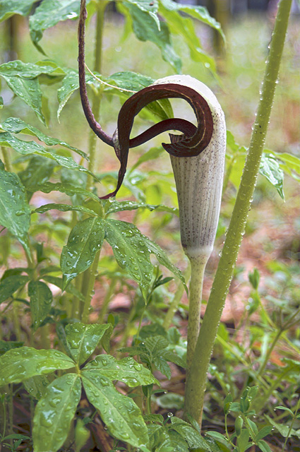 Pitcher PLant?