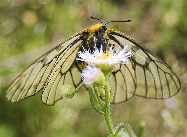 Butterfly tongue