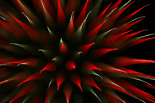 hanabi4419