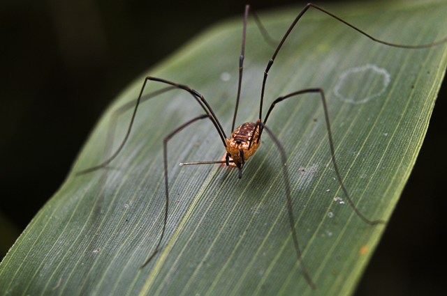 Long-legged Spider