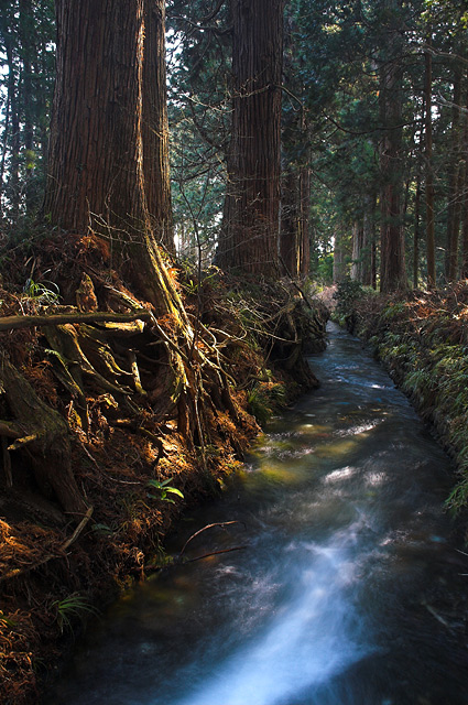Cryptomeria Road, Stream