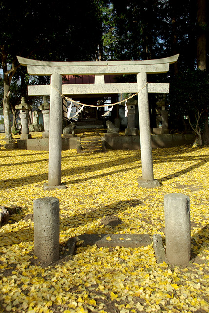 Gingko Torii