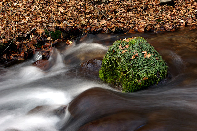 Rock in Stream