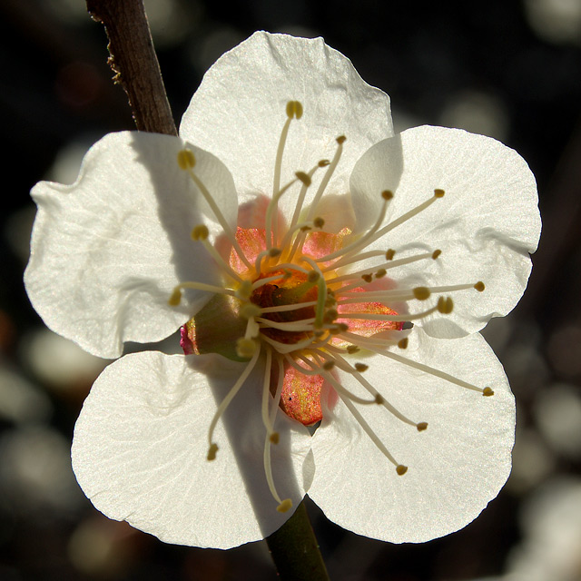 Blossom1