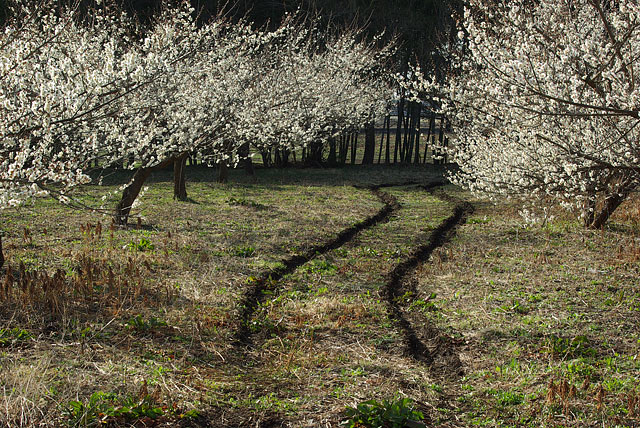 BlossomRoad